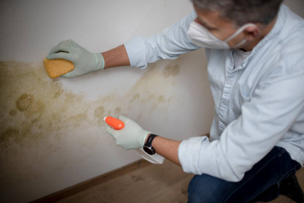 Professional Mold Remediation in Tigard, OR